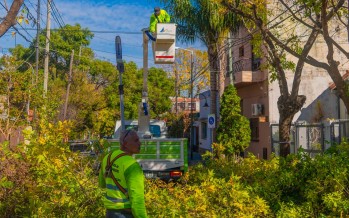 Nueva temporada de poda programada para cuidar los árboles