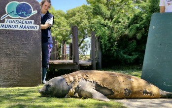 Regresó al mar el elefante marino que fue encontrado en el Delta sanfernandino