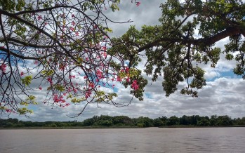 Se conmemora hoy el Día del Río Luján