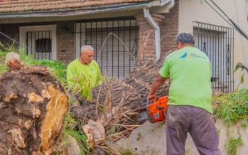 Remueven árboles, ramas, postes y techos caídos tras el temporal