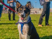 Se prohíbe la venta de animales y criaderos en nuestra ciudad