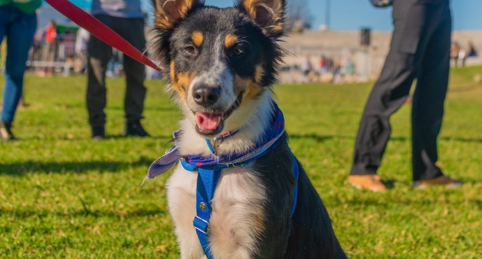 Se prohíbe la venta de animales y criaderos en nuestra ciudad