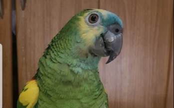 Piden colaboración por un loro extraviado en Virreyes