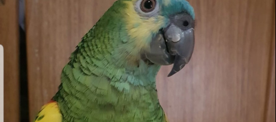 Piden colaboración por un loro extraviado en Virreyes