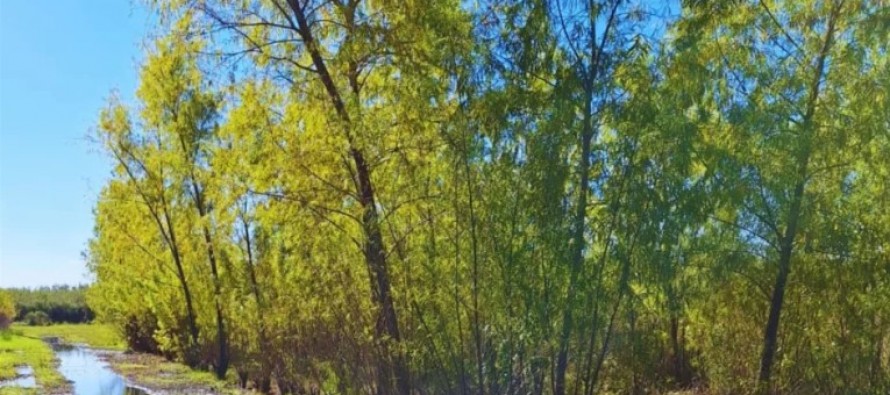 INTA Delta registró ocho clones nativos puros de sauce criollo