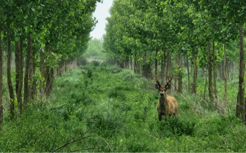 Restaurar el Delta con nativas: reconciliar producción y conservación