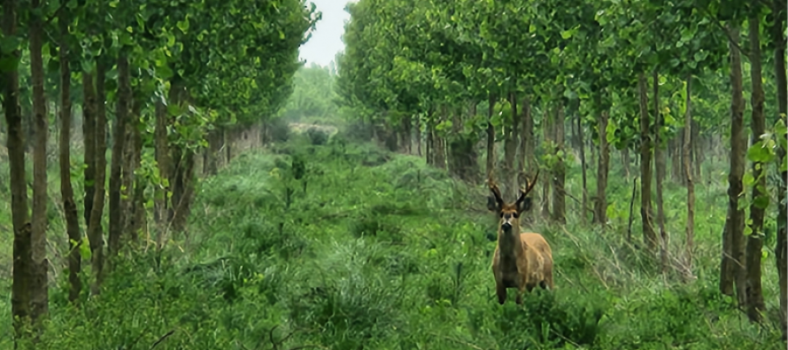 Restaurar el Delta con nativas: reconciliar producción y conservación