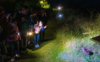 Visitas guiadas nocturnas en la Reserva Ecológica Educativa