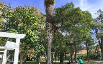 Alerta por el Picudo Rojo: operativo en la Isla Martín García y capacitación en nuestra ciudad