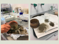 Investigadores de la UNSAM desarrollan antiparasitarios naturales para frenar la contaminación en el Delta