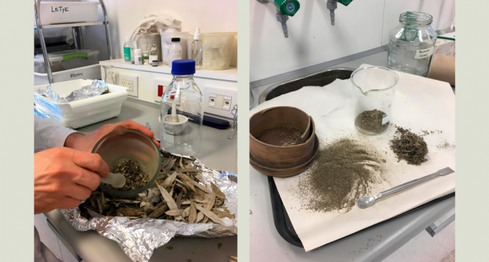 Investigadores de la UNSAM desarrollan antiparasitarios naturales para frenar la contaminación en el Delta