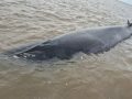 Una ballena sei quedó varada en el Río de la Plata y despliegan un operativo para salvarla