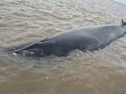 Una ballena sei quedó varada en el Río de la Plata y despliegan un operativo para salvarla