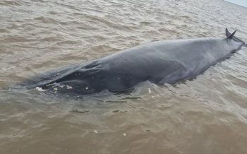 Una ballena sei quedó varada en el Río de la Plata y despliegan un operativo para salvarla