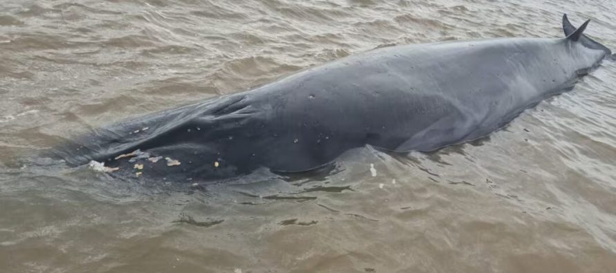 Una ballena sei quedó varada en el Río de la Plata y despliegan un operativo para salvarla
