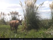 La fauna escondida del Parque Nacional Ciervo de los Pantanos