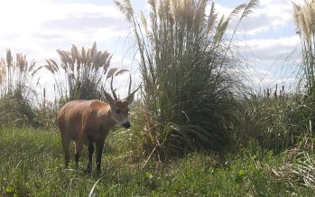 La fauna escondida del Parque Nacional Ciervo de los Pantanos