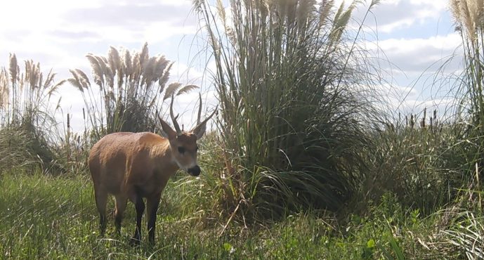 La fauna escondida del Parque Nacional Ciervo de los Pantanos