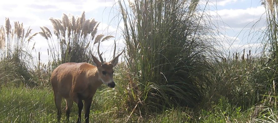 La fauna escondida del Parque Nacional Ciervo de los Pantanos