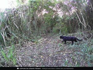 Gato montés