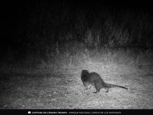 Lobito de rio
