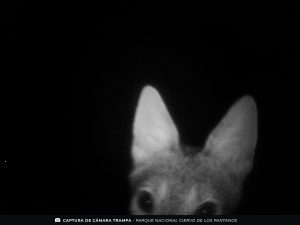 Zorro gris