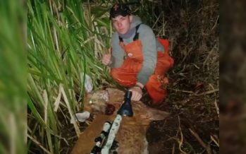 Caza ilegal en el Delta: buscan al responsable de la muerte de un ciervo de los pantanos