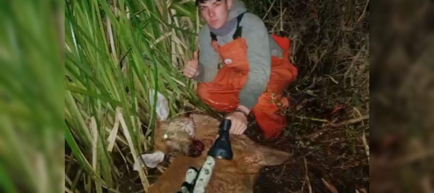 Caza ilegal en el Delta: buscan al responsable de la muerte de un ciervo de los pantanos
